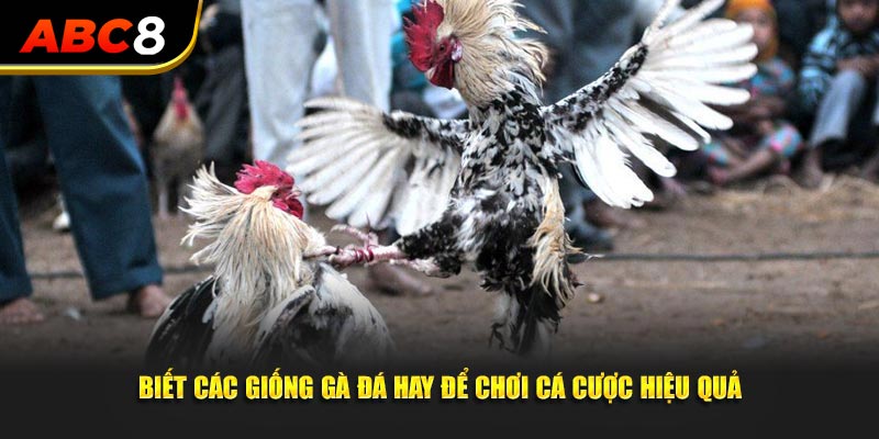 Biết các giống gà đá hay để chơi cá cược hiệu quả