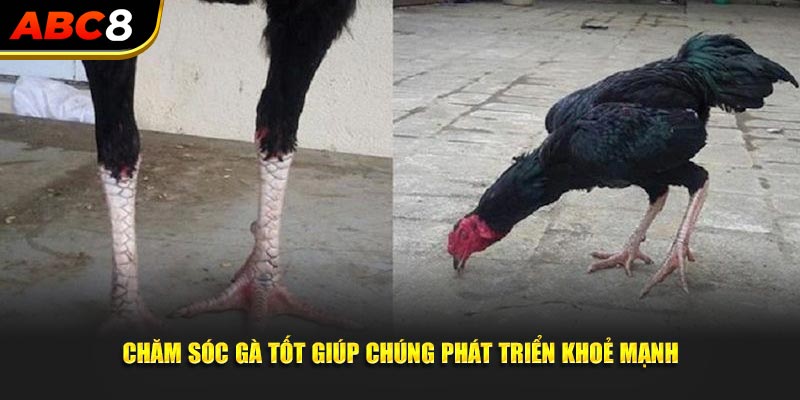 Chăm sóc gà tốt giúp chúng phát triển khoẻ mạnh