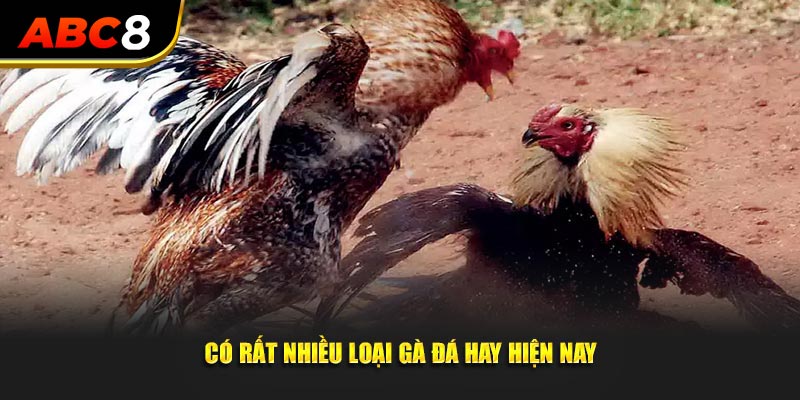 Có rất nhiều loại gà đá hay hiện nay