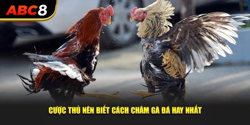 Cược thủ nên biết cách chăm gà đá hay nhất