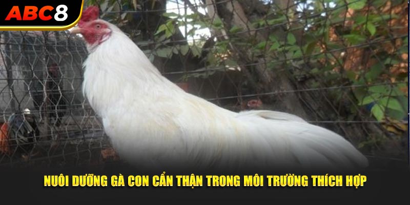 Nuôi dưỡng gà con cẩn thận trong môi trường thích hợp